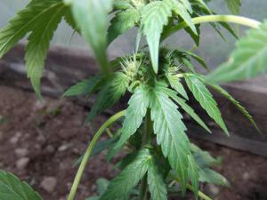 post-10587-0-43878100-1371664555_thumb.j