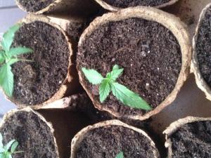 post-2526-0-07535900-1371582726_thumb.jp