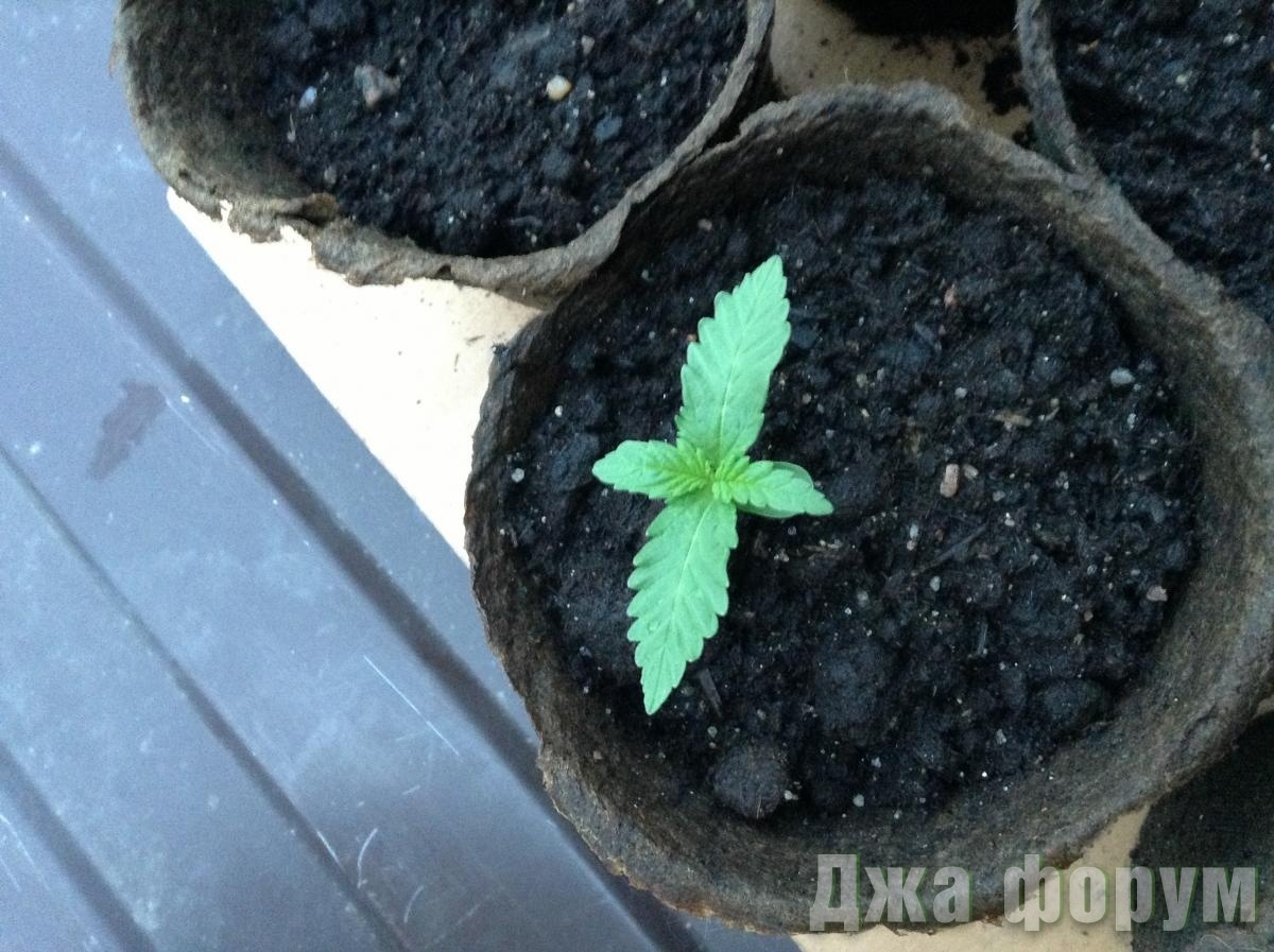 post-2526-0-54792400-1371456760_thumb.jp