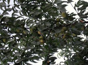 post-3924-0-26317400-1371981334_thumb.jp