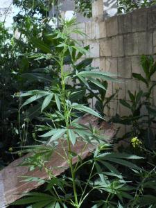 post-3924-0-40707600-1371128823_thumb.jp