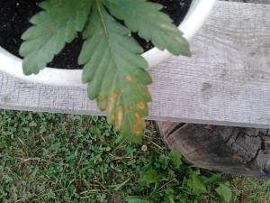 post-5574-0-40411100-1371671899_thumb.jp