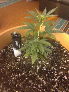 post-6281-0-69731800-1371134344_thumb.jp