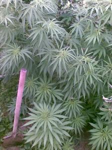 post-7488-0-17717800-1372310126_thumb.jp