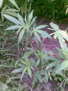 post-7488-0-41632700-1372309812_thumb.jp