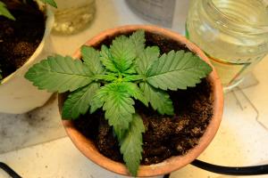 post-7852-0-23263000-1372169426_thumb.jp