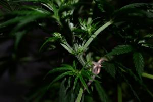 post-7852-0-73534100-1370719118_thumb.jp