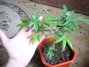 post-8848-0-61508200-1372254808_thumb.jp