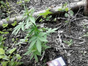 post-14307-0-05991500-1403037144_thumb.j