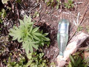 post-14307-0-21244000-1403037091_thumb.j