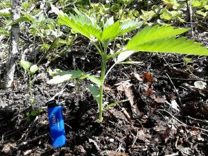 post-14307-0-44444700-1401961016_thumb.j