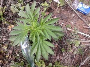 post-14307-0-72570200-1403041464_thumb.j