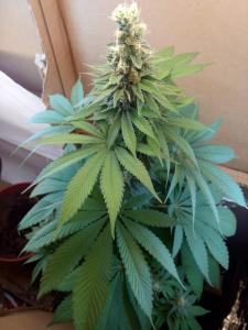 post-14946-0-99952600-1402060774_thumb.j