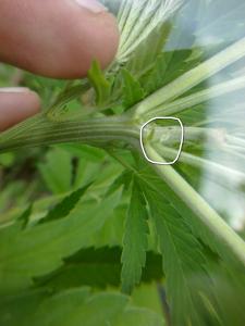 post-15043-0-42303400-1402242940_thumb.j