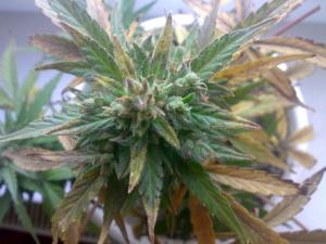 post-18436-0-04150700-1403458554_thumb.j