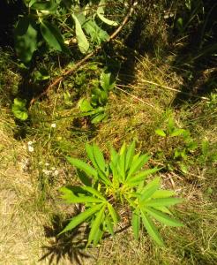 post-20847-0-14530200-1404137713_thumb.j