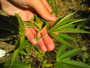 post-20847-0-33620200-1404137725_thumb.j