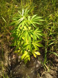 post-20847-0-36191500-1404137736_thumb.j