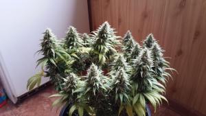 post-22785-0-42810100-1402413433_thumb.j