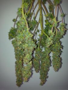 post-23429-0-48163100-1403220873_thumb.j