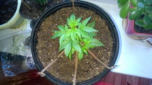 post-23680-0-36132000-1402423732_thumb.j