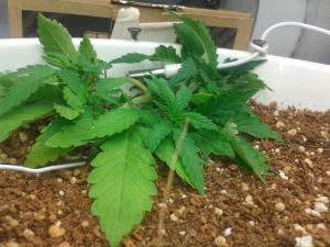 post-25006-0-89406300-1401918339_thumb.j