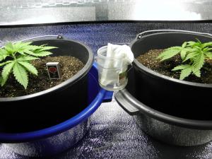 post-25705-0-05473200-1403615339_thumb.j