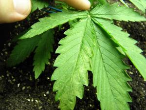 post-25705-0-42282700-1403615330_thumb.j