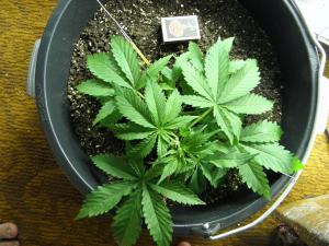 post-25705-0-43771300-1403960637_thumb.j