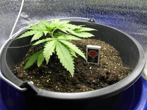 post-25705-0-47714400-1403615346_thumb.j