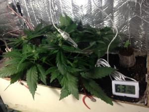 post-26068-0-45815200-1401982467_thumb.j