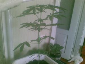 post-28231-0-37740200-1403018241_thumb.j