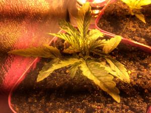 post-29709-0-59529900-1401730037_thumb.j