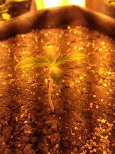 post-30685-0-78601000-1403206089_thumb.j