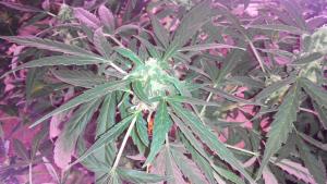 post-4287-0-43789100-1402509943_thumb.jp