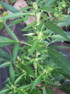 post-4287-0-49259600-1403899565_thumb.jp