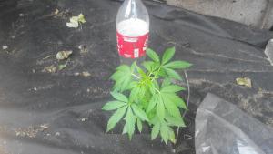 post-4287-0-52253100-1402510344_thumb.jp