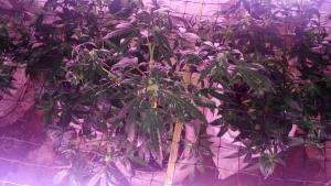 post-4287-0-82969600-1401876092_thumb.jp