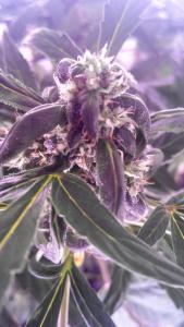 post-4287-0-98635300-1402691548_thumb.jp