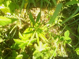 post-4945-0-60697200-1402219081_thumb.jp