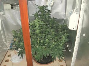 post-6646-0-28860900-1402232275_thumb.jp