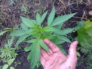 post-10429-0-71962800-1435475913_thumb.j