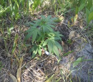 post-26444-0-06798200-1434794055_thumb.j