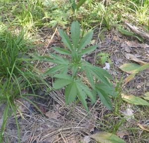 post-26444-0-18184400-1435272989_thumb.j