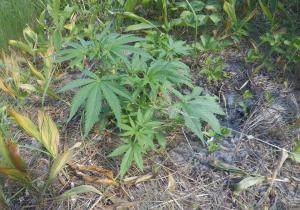 post-26444-0-70496200-1434794037_thumb.j