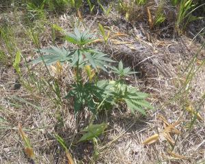 post-26444-0-78333500-1434794021_thumb.j