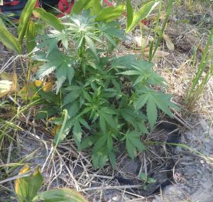 post-26444-0-88609100-1434794058_thumb.j