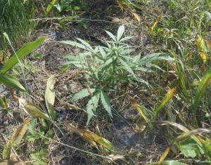 post-26444-0-96609300-1434794042_thumb.j