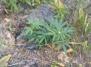 post-26444-0-99792600-1434794074_thumb.j