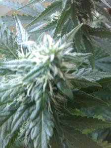 post-30390-0-20809700-1433758622_thumb.j